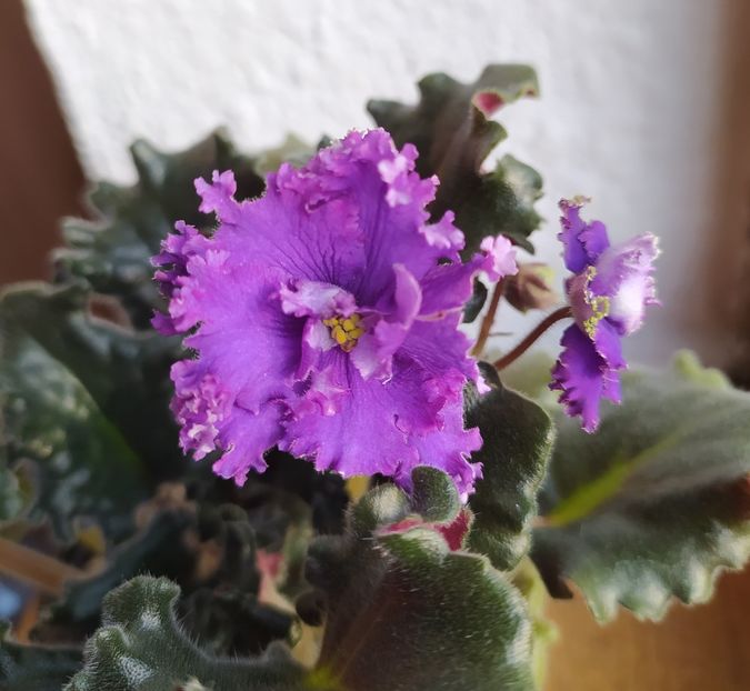 februarie 2021 - ZZZ____Ozio sport