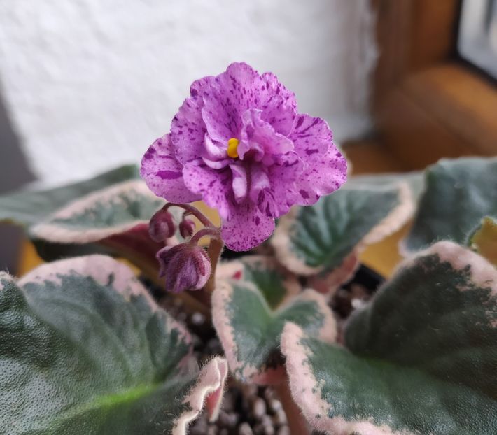 februarie 2021 - Buckeye Evermore Freckles