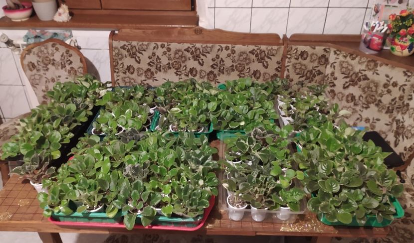 APRILIE 2021 - AAA Making of