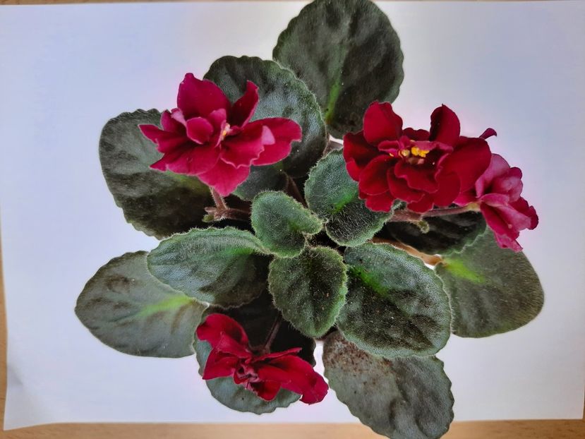 Aprilie 2021 - TOMAHAWK