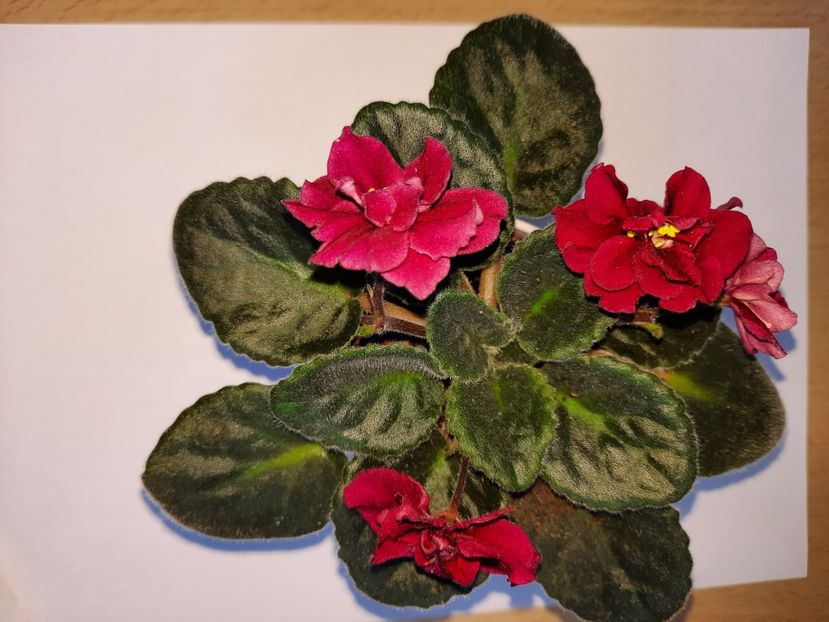 Aprilie 2021 - TOMAHAWK