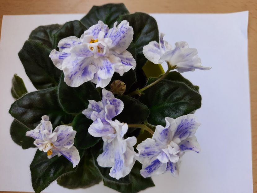 Aprilie 2021 - RS NAYADA