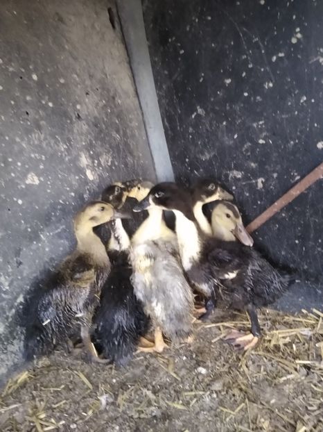  - Rațele macaitoare