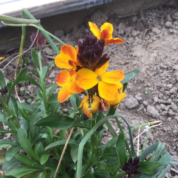 02841627-F4FC-47F8-9E9B-7D3FA6092F6B - Flori 2021