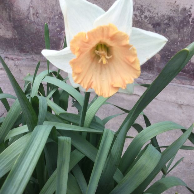 7734C6CE-24AA-41AC-89E7-7464377852F4 - Flori 2021