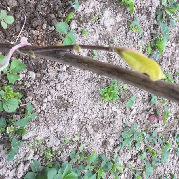 BB6CA2DC-0FA8-45B6-A873-14FA3EBE1CC8 - Flori 2021