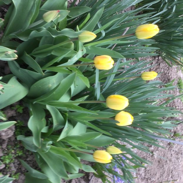 36C8AE04-EDD0-4811-B391-408B87DA326D - Flori 2021