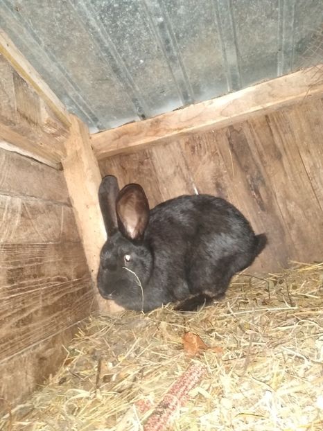  - Iepurii mei 2020-2021