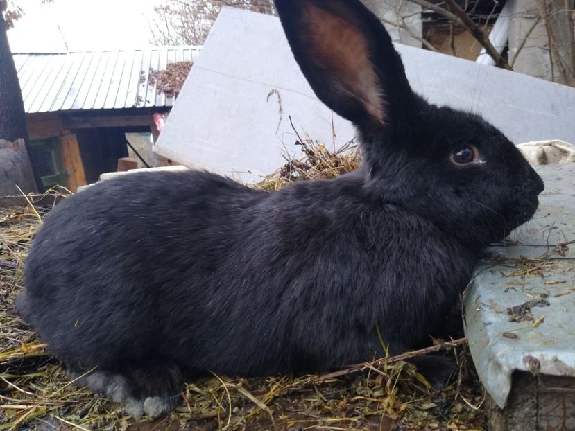  - Iepurii mei 2020-2021