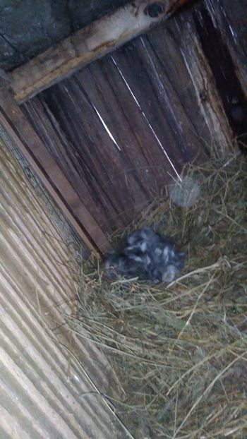  - Iepurii mei 2020-2021