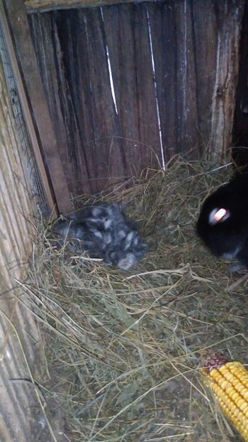  - Iepurii mei 2020-2021