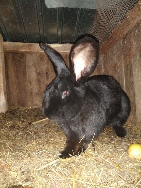  - Iepurii mei 2020-2021