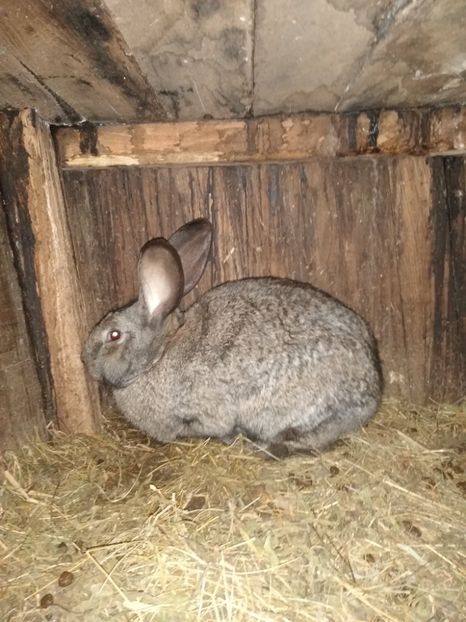  - Iepurii mei 2020-2021