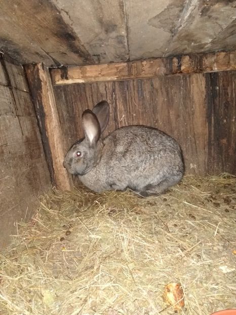  - Iepurii mei 2020-2021