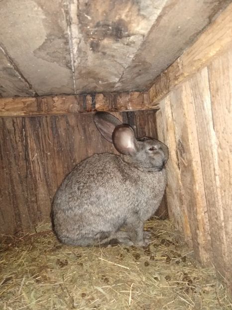  - Iepurii mei 2020-2021