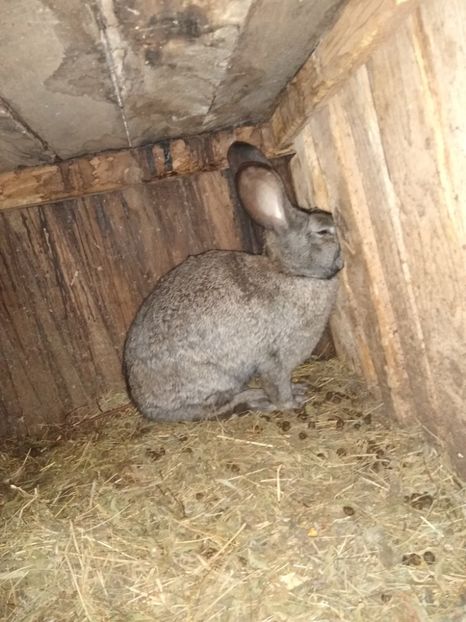  - Iepurii mei 2020-2021