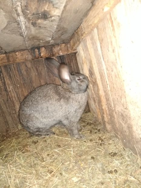  - Iepurii mei 2020-2021