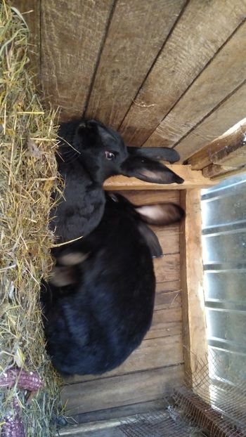  - Iepurii mei 2020-2021