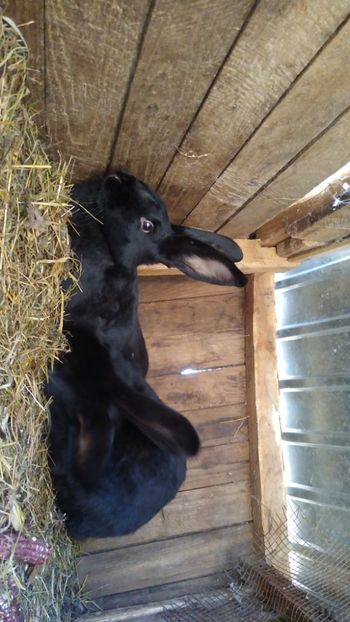  - Iepurii mei 2020-2021