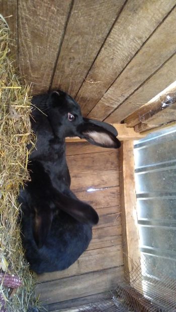  - Iepurii mei 2020-2021