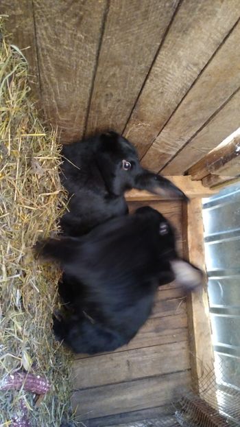  - Iepurii mei 2020-2021