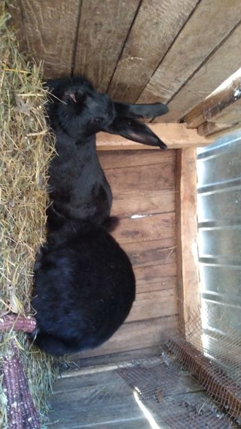  - Iepurii mei 2020-2021