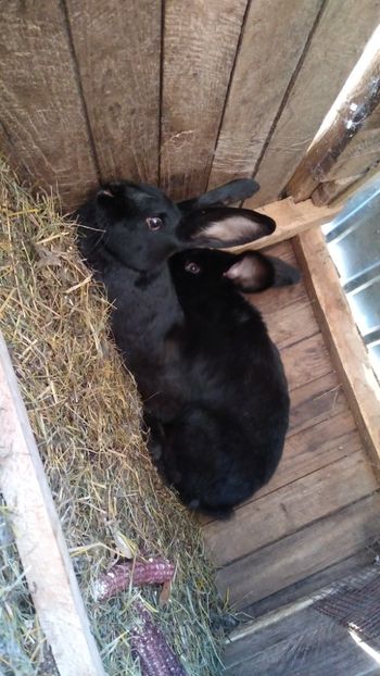  - Iepurii mei 2020-2021