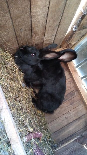  - Iepurii mei 2020-2021