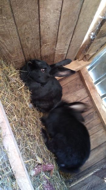  - Iepurii mei 2020-2021