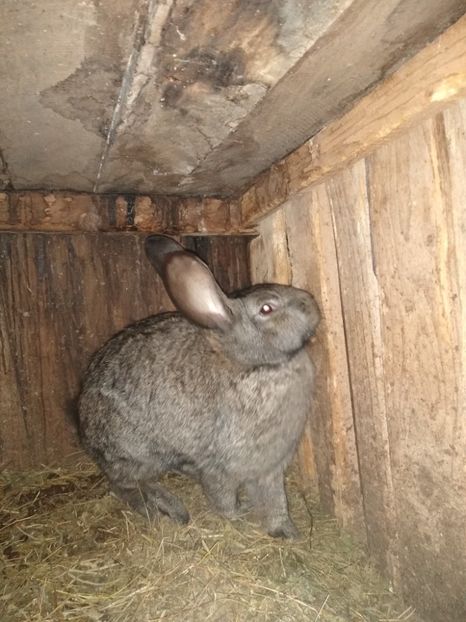  - Iepurii mei 2020-2021