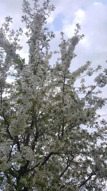 prunus cerasus(vișin) - Gradina si terasa PrimaLuce_8-Hello 2021