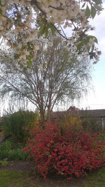 chaenomeles japonica(gutui japonez) - Gradina si terasa PrimaLuce_8-Hello 2021