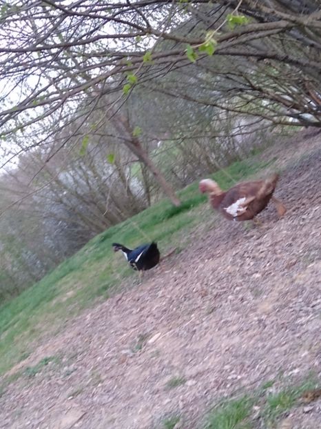  - Ratele mele leșești 3