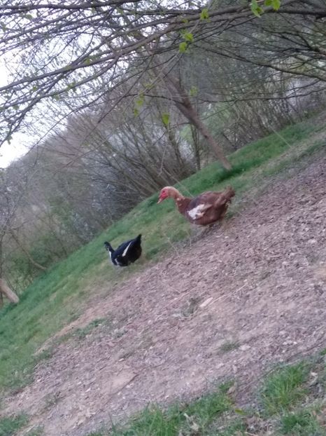  - Ratele mele leșești 3