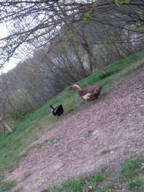  - Ratele mele leșești 3