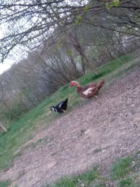  - Ratele mele leșești 3