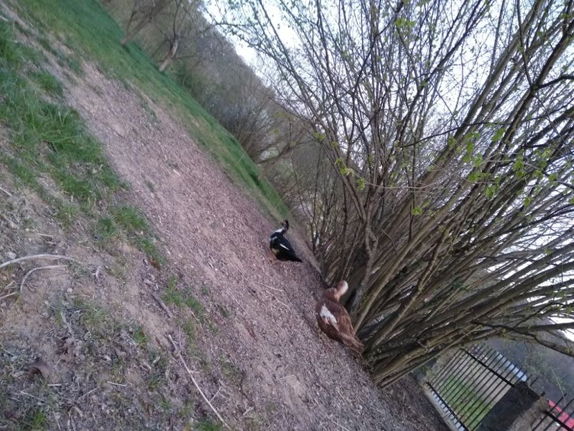  - Ratele mele leșești 3