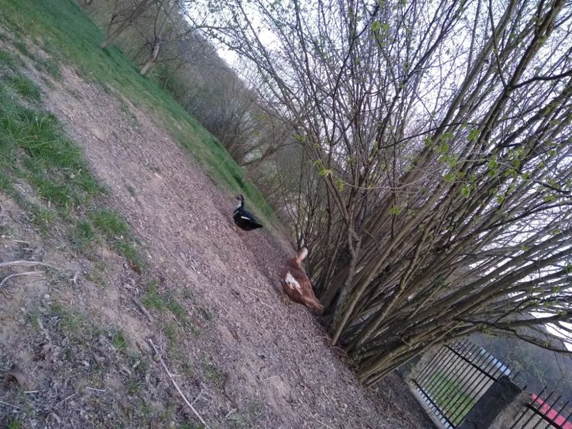  - Ratele mele leșești 3