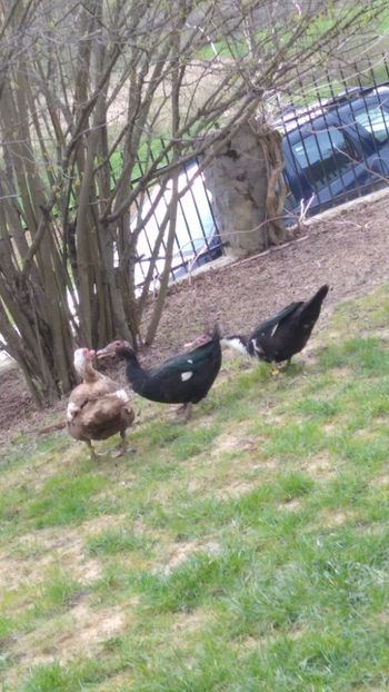  - Ratele mele leșești 3