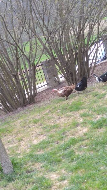  - Ratele mele leșești 3