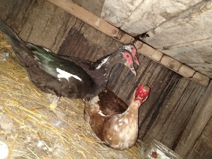  - Ratele mele leșești 3