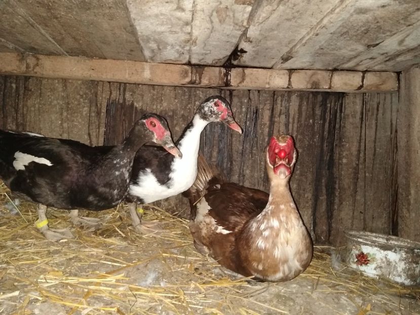  - Ratele mele leșești 3