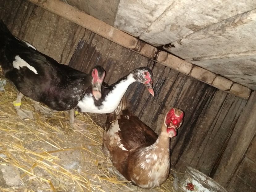  - Ratele mele leșești 3