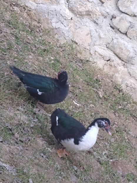  - Ratele mele leșești 3