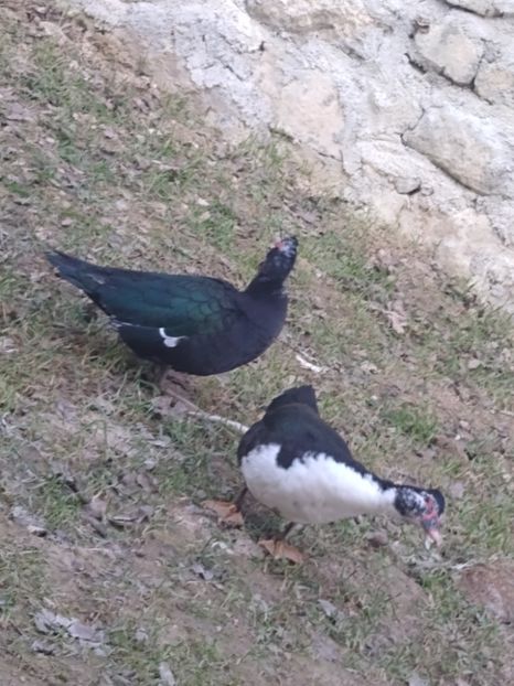  - Ratele mele leșești 3