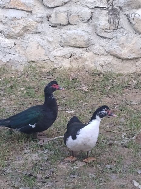  - Ratele mele leșești 3