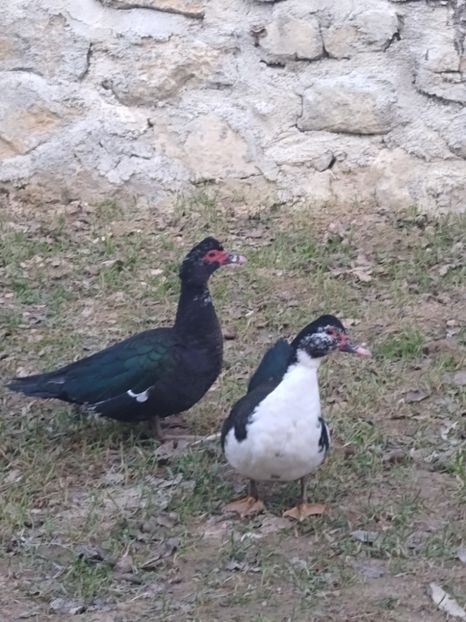  - Ratele mele leșești 3