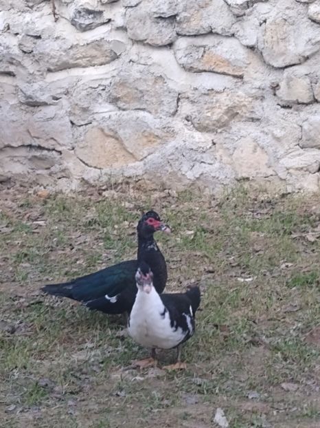  - Ratele mele leșești 3