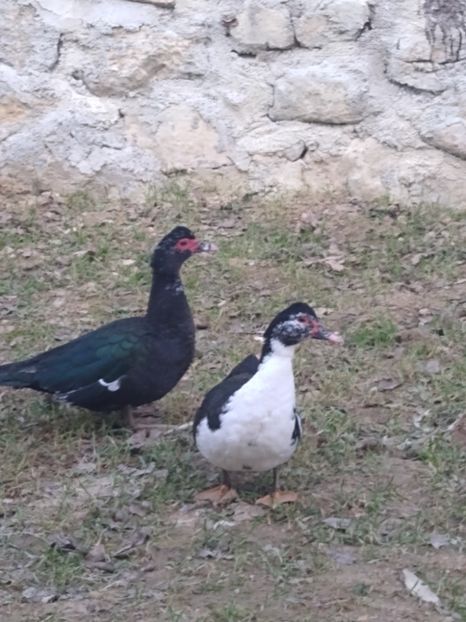  - Ratele mele leșești 3
