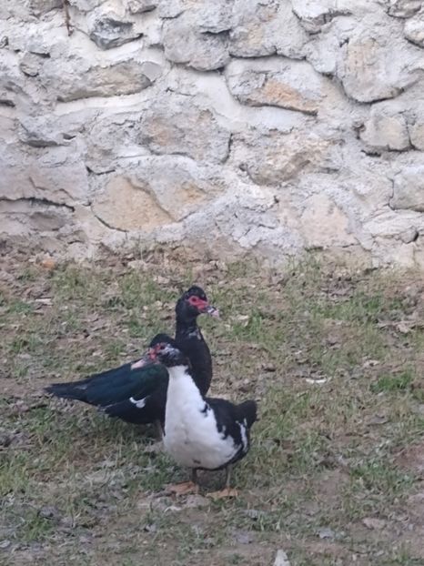  - Ratele mele leșești 3